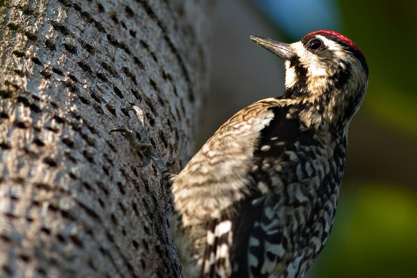 A woodpecker sits on a tree trunk