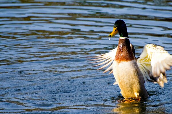 Pato voando da água do lago