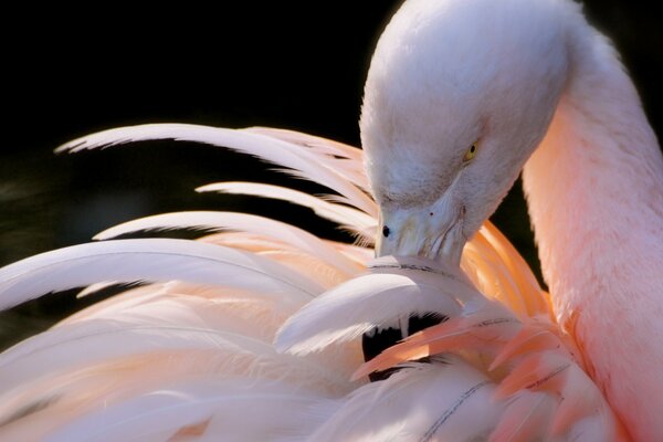 Beau flamant rose. Gros plan