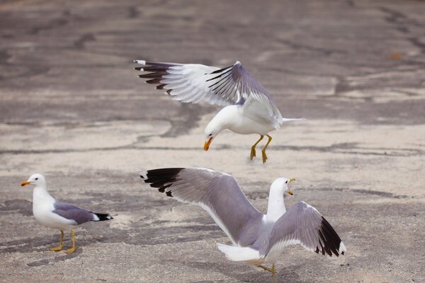 Gaviotas gritando en la costa