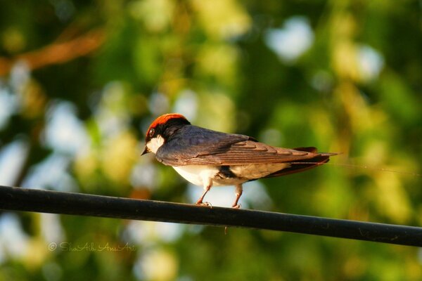 Bel oiseau dans la nature