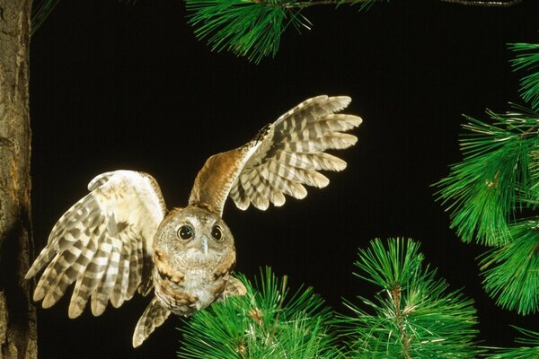 Flying owl on a pine tree, nature