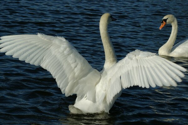 Two swans on the water. A swan with open wings