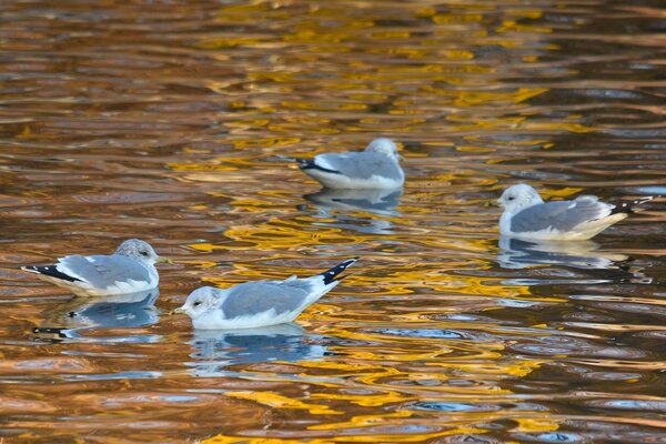 Schöne Möwen auf der Oberfläche des Wassers