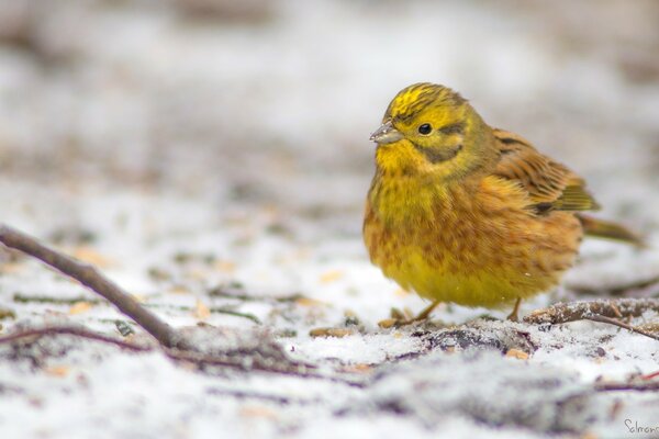 Piccolo uccello giallo seduto sulla neve