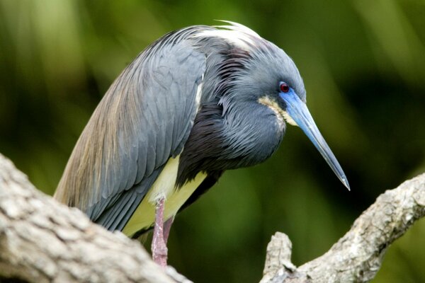 Wild bird in nature with a long beak