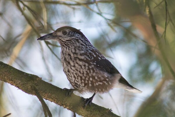 A bird is sitting on a tree branch