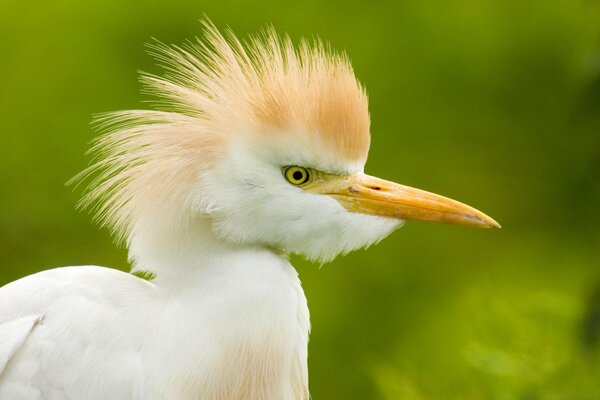 Uccelli acquatici della fauna selvatica