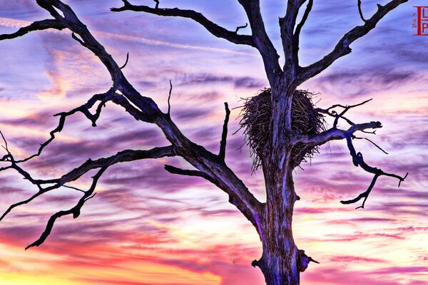 Nest auf einem nackten Baum bei Sonnenuntergang