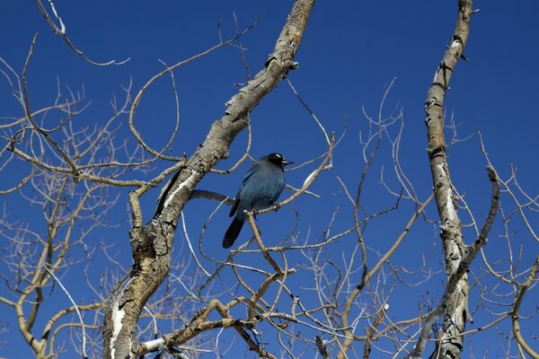 Pájaro sentado en un viejo árbol