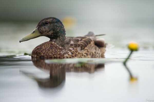 Duck swimming on the lake next to lilies