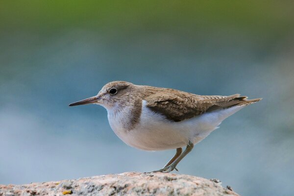 A bright bird stands on a stone