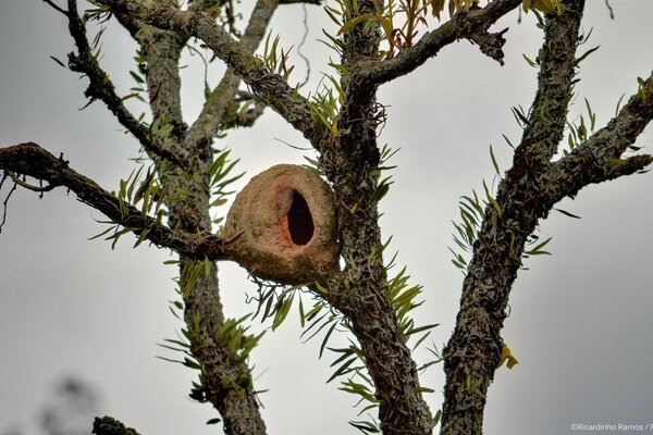 Ein Vogelnest befindet sich auf einem Baum