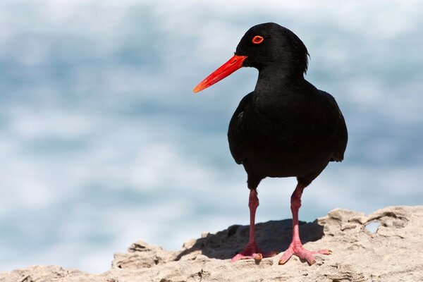 Pájaro negro en el fondo del agua