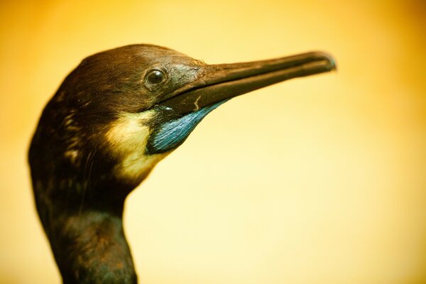 Photo d Oiseaux dans la nature