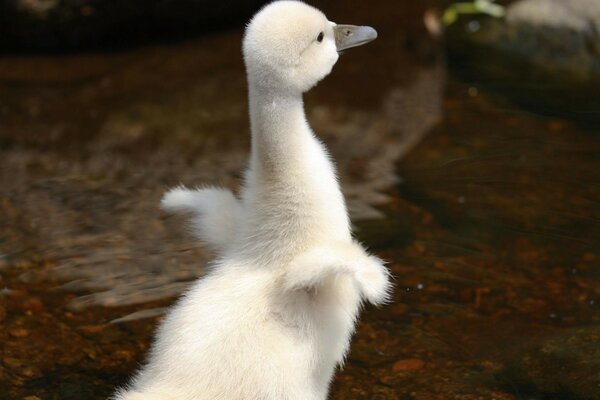 Ein kleiner Schwan versucht zu fliegen