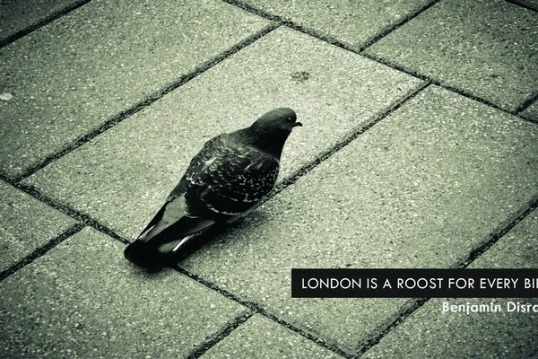 A pigeon walks along the sidewalk and looks for food