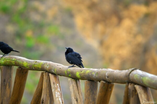 Two black birds sitting on a branch