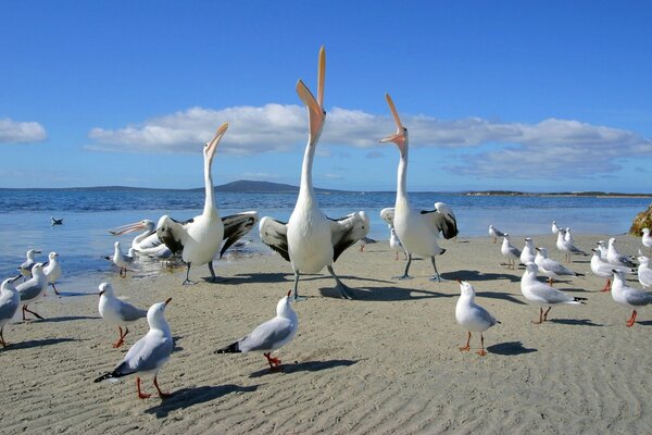 Pelicanos e gaivotas na areia branca