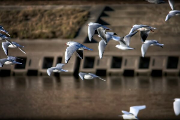 Eine Herde von Möwen, die über das Wasser fliegen