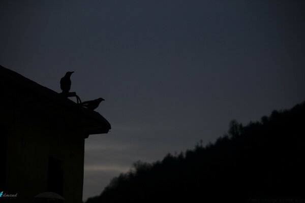 Silhouette of two birds at night