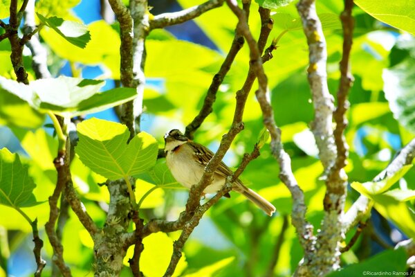 A small bird on green twigs