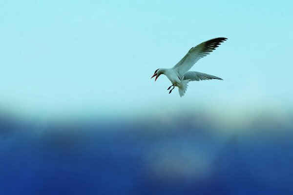 Dove-blue sky. The seagull is flying