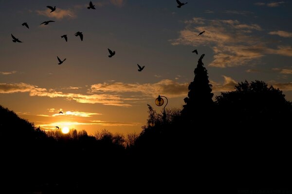 Silhouettes of birds against the sunset