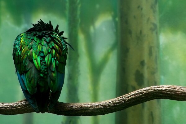 Oiseau avec un beau plumage de couleur verte