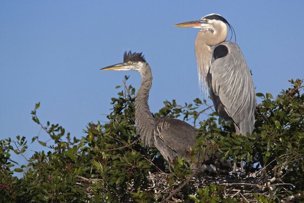 Dos aves silvestres cigüeñas