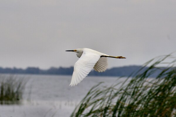 Gaviota volando sobre el lago y las cañas