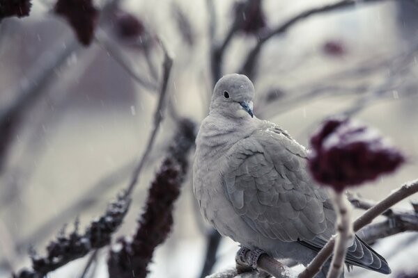 Grey pigeon on a snow mountain ash