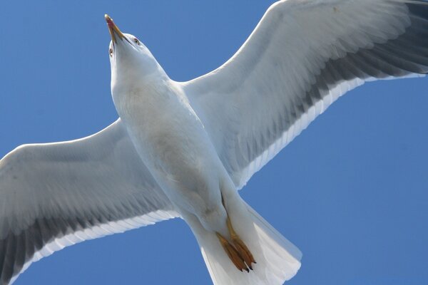 Una gaviota volando sobre su cabeza