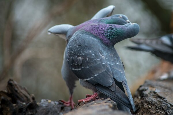 Pigeons are cooing. They feed each other