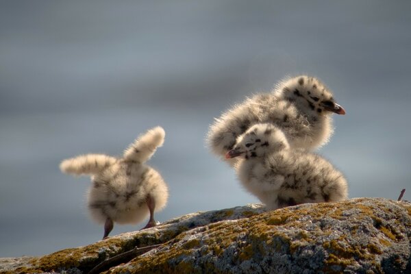 Trois poussins moelleux sur la pierre