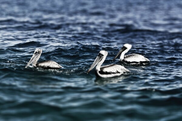 Pelicans at sea. Fishing