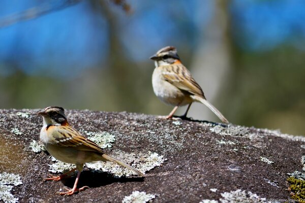 Two zonotrichia capensis on a rock