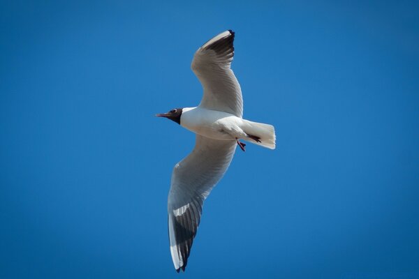 White eagle on a blue sky background