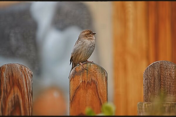 Schöner Vogel, der auf einem Zaun sitzt