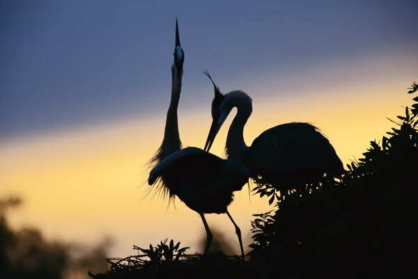 Zwei wilde Vögel bei Sonnenuntergang Foto