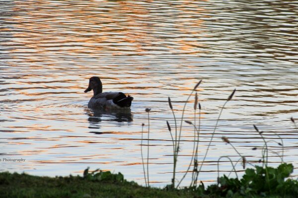 Pato nadando na água ao pôr do sol