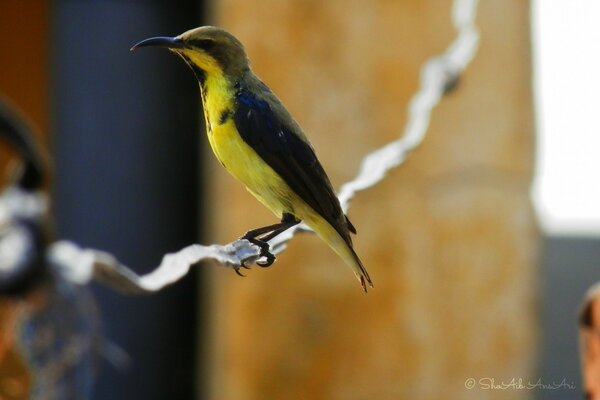 Gelber Vogel mit schwarzen Flügeln