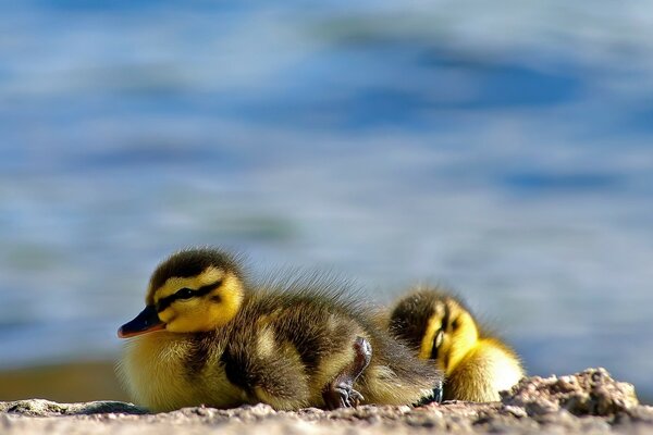 Beaux canards dans la nature