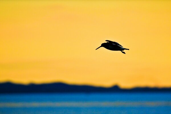 Pájaro volando en el fondo de la puesta de sol