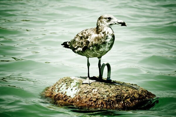 Sauvagine sur l eau verte