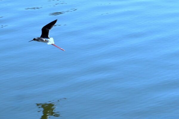 Der Vogel fliegt nach links über das Wasser