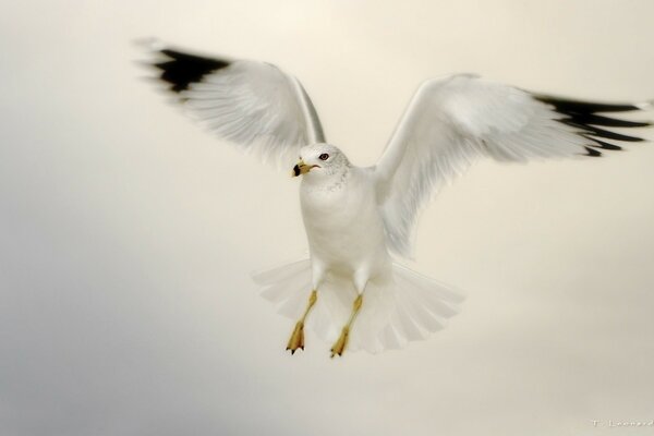 L envergure d une mouette blanche