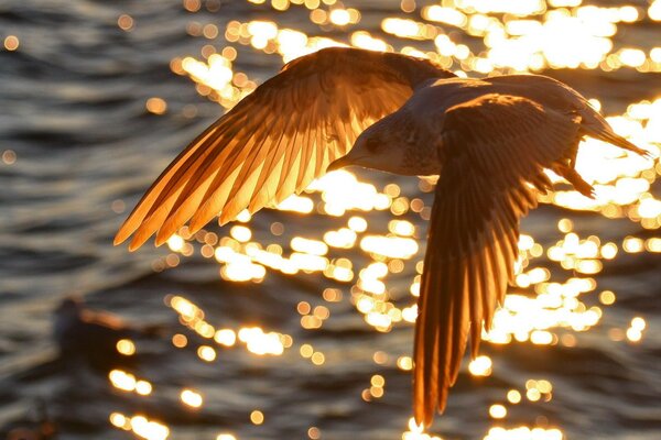 A seagull flies over the water in the rays of the sun