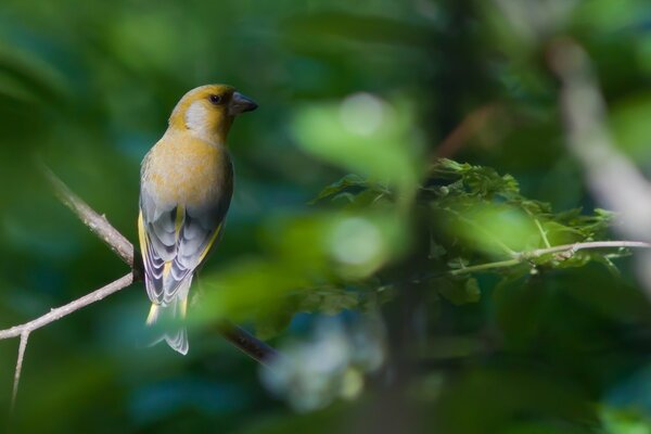 Pájaro amarillo en una rama de árbol