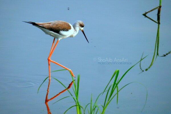 A heron walks across a pond in search of food